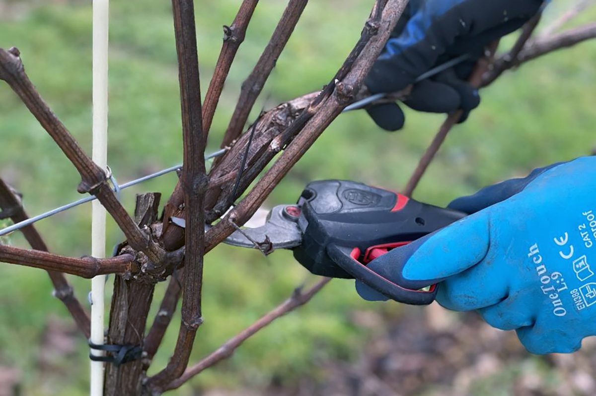 Pruning-3-1200-x-800