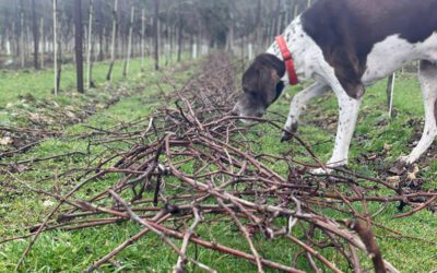 Pruning and Pulling Out